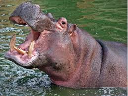 hippo2