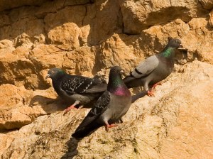rock pigeons